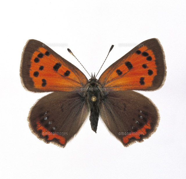 ベニシジミのオス 春型 表 の写真素材 イラスト素材 アマナイメージズ