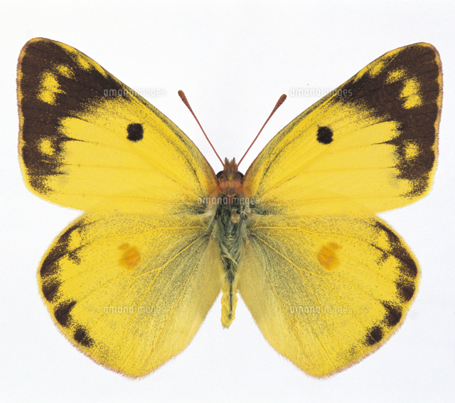 モンキチョウ♀レア型　黄色型　異常型 変異・異常型図鑑／モンキチョウ