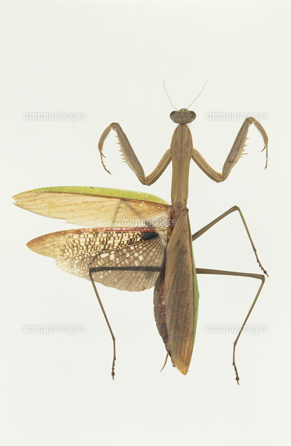 オオカマキリの標本[32999000177]の写真・イラスト素材｜アマナイメージズ