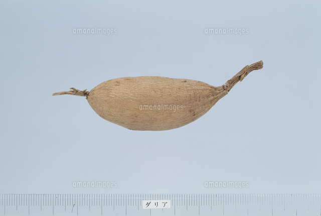 ダリアの球根[32999000209]の写真・イラスト素材｜アマナイメージズ