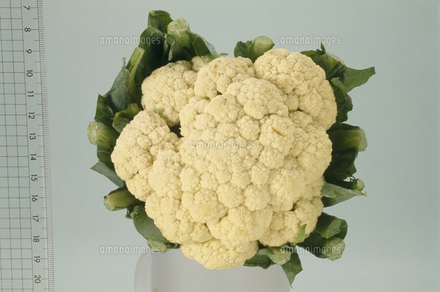 カリフラワー の写真素材 イラスト素材 アマナイメージズ