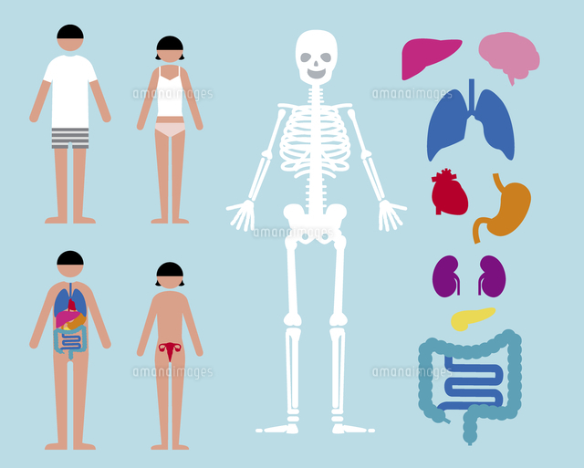 内臓 骨格 男女 の写真素材 イラスト素材 アマナイメージズ