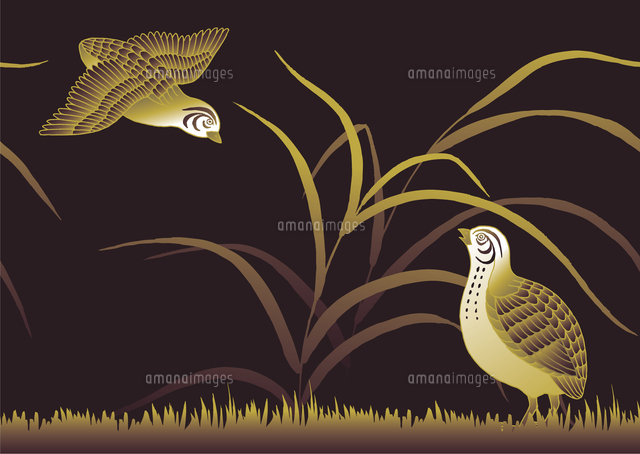 鶉 の写真素材 イラスト素材 アマナイメージズ