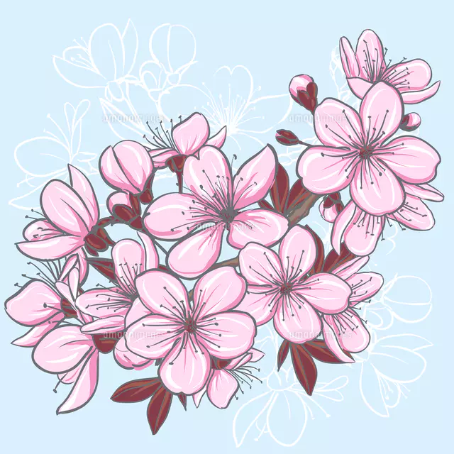 Cherry blossom[60016019943]の写真・イラスト素材｜アマナ