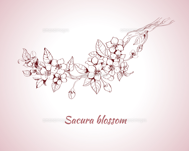 Sakura Blossom Decorative Print On Pink Background Sketch Vector Illustration の写真素材 イラスト素材 アマナイメージズ
