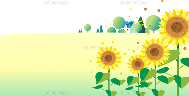 ヒマワリの咲く真夏の風景 の写真素材 イラスト素材 アマナイメージズ