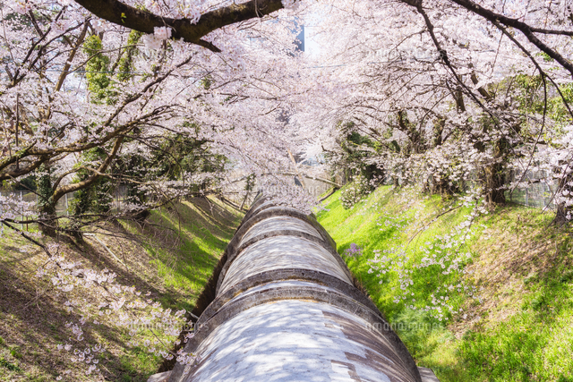 桜が満開の佐久発電所[66505000024]の写真・イラスト素材｜アマナ