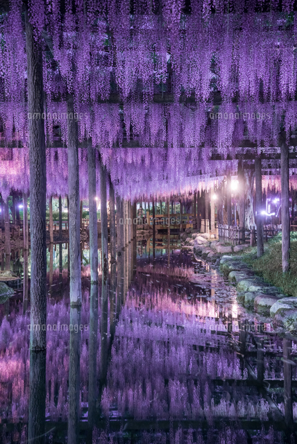 街灯に照らされる藤の花[66516000070]の写真・イラスト素材｜アマナ