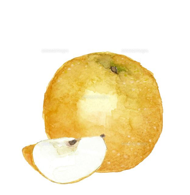 手描き水彩で描いた一つの梨 とカット梨のイラスト[66531000140]の写真