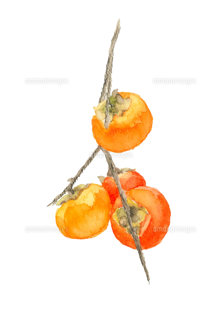 水彩で描いた枝付き柿の実のイラスト 富有柿【手描き】[66531000152]の