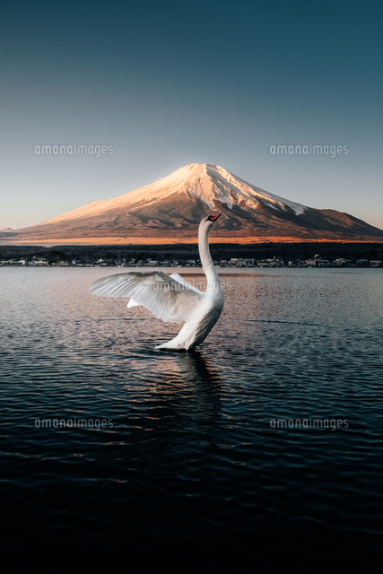 早朝の山中湖と羽ばたく白鳥 の写真素材 イラスト素材 アマナイメージズ
