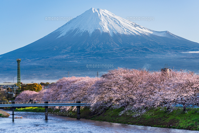 富士山と龍巌淵の桜並木[66556000001]の写真・イラスト素材｜アマナ