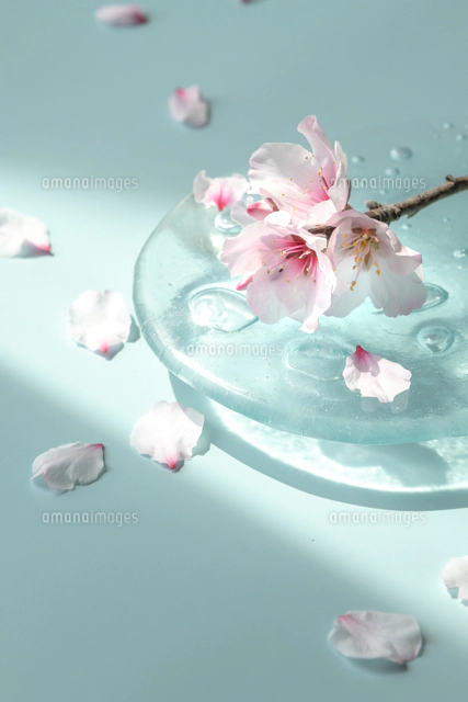 テーブルの上のピッチャーに差してあるドライフラワー の写真素材 イラスト素材 アマナイメージズ