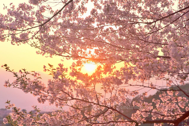 桜と夕日[66663000865]の写真・イラスト素材｜アマナイメージズ