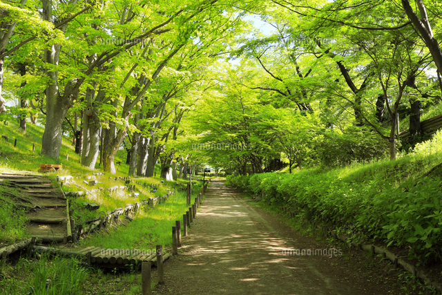 上田城跡公園 ケヤキ並木遊歩道の新緑[66665000008]の写真・イラスト