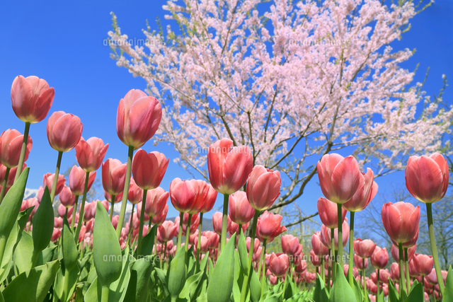 チューリップと桜[66665000179]の写真・イラスト素材｜アマナイメージズ