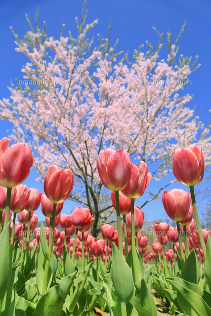 チューリップと桜[66665000179]の写真・イラスト素材｜アマナイメージズ