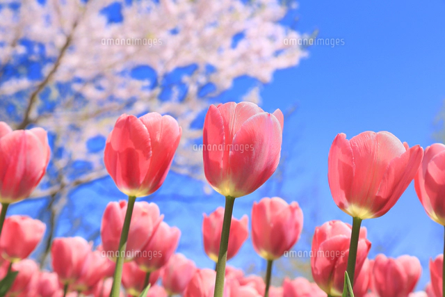 チューリップと桜[66665000179]の写真・イラスト素材｜アマナイメージズ