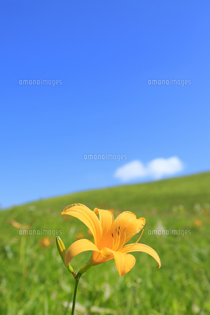 霧ケ峰高原に咲くニッコウキスゲの花に雲[66665000585]の写真