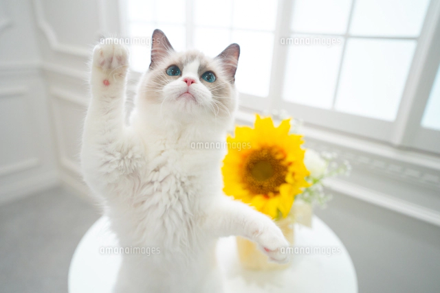 ひまわりと猫[66676000037]の写真・イラスト素材｜アマナイメージズ