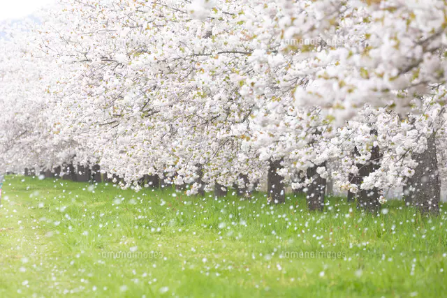 桜の花びら舞う桜並木[81095000633]の写真・イラスト素材｜アマナ