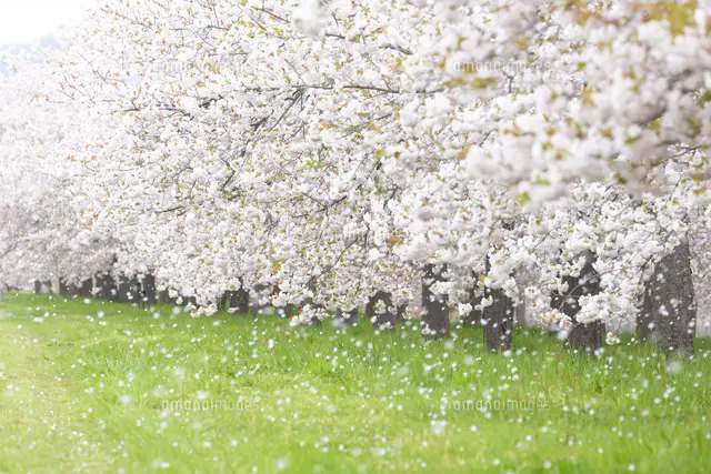 桜の花びら舞う桜並木[81095000633]の写真・イラスト素材｜アマナ