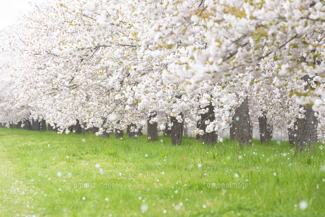 桜の花びら舞う桜並木[81095000633]の写真・イラスト素材｜アマナ