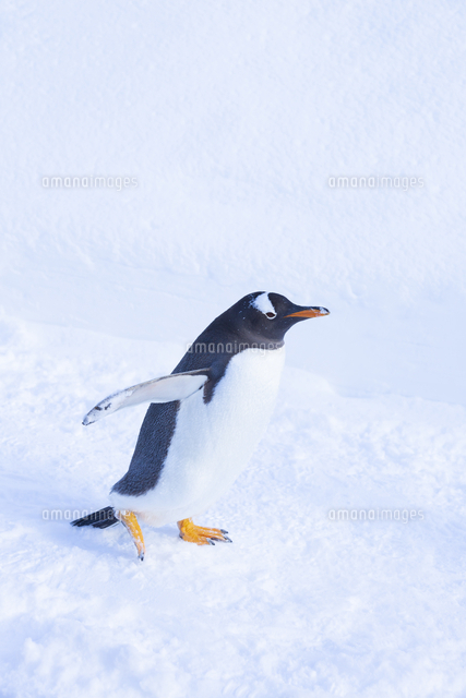 お散歩するジェンツーペンギン[81095000917]の写真・イラスト素材
