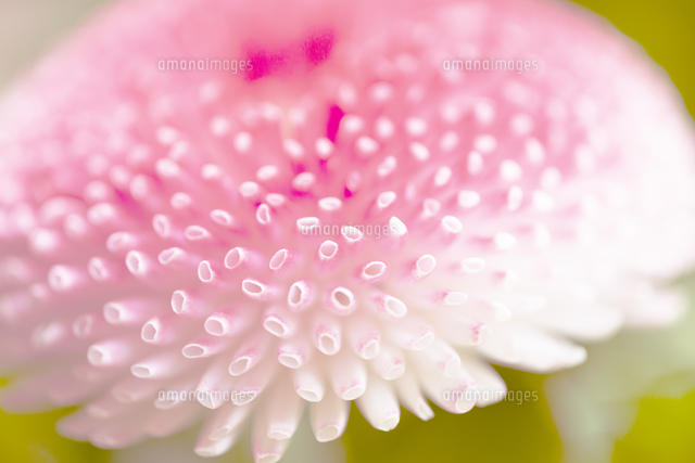 ポンポンデイジー の写真素材 イラスト素材 アマナイメージズ