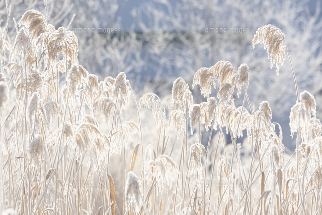 厳冬の朝 逆光に照らされる凍りついたススキ の写真素材 イラスト素材 アマナイメージズ