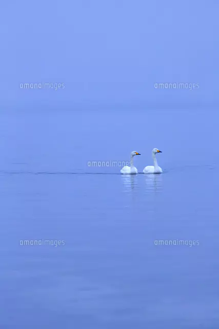 油彩画 白鳥のいる湖 油彩）白鳥のいる湖 | Yui-Fujita-onlineshop