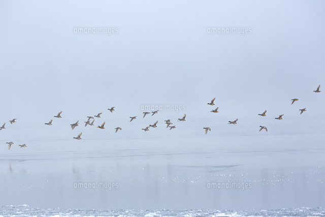 凍りついた朝の湖の上を飛ぶ水鳥たち の写真素材 イラスト素材 アマナイメージズ