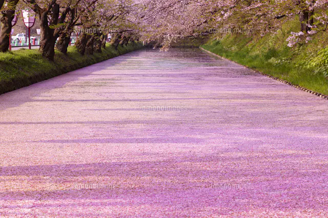 弘前公園 花筏（はないかだ）[81095001167]の写真・イラスト素材