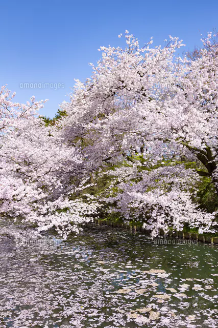 弘前公園 花筏（はないかだ）[81095001190]の写真・イラスト素材