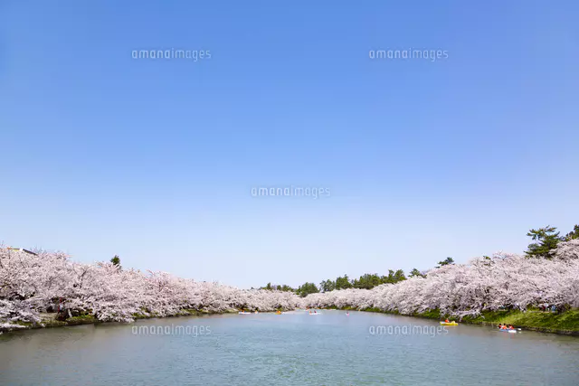 弘前公園 花筏（はないかだ）[81095001190]の写真・イラスト素材