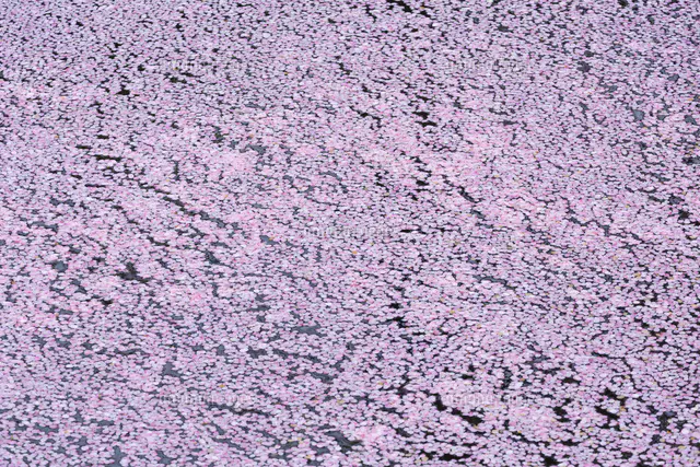 弘前公園の花筏（はないかだ）[81095001226]の写真・イラスト素材