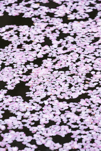 桜の花びらたち 弘前公園の花筏（はないかだ）[81095001256]の写真