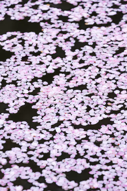 桜の花びらたち 弘前公園の花筏（はないかだ）[81095001257]の写真