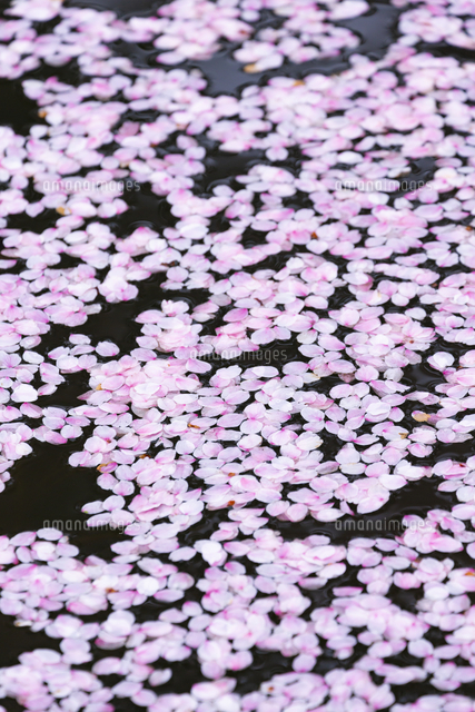 桜の花びらたち 弘前公園の花筏（はないかだ）[81095001257]の写真