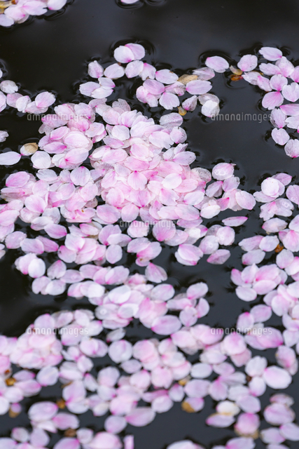 桜の花びらたち 弘前公園の花筏 はないかだ の写真素材 イラスト素材 アマナイメージズ