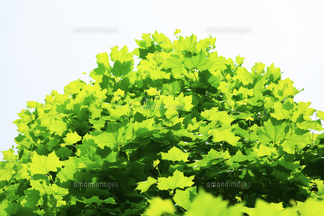 鮮やかなグリーンに透過したプラタナスの葉 の写真素材 イラスト素材 アマナイメージズ