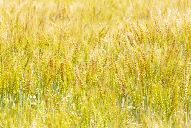 小麦畑 の写真素材 イラスト素材 アマナイメージズ
