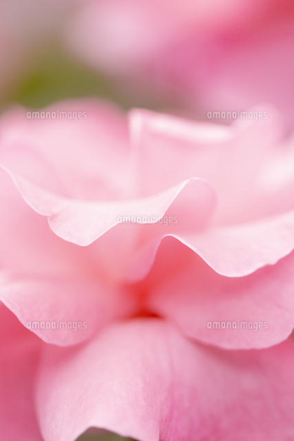 バラの花びら アップ の写真素材 イラスト素材 アマナイメージズ