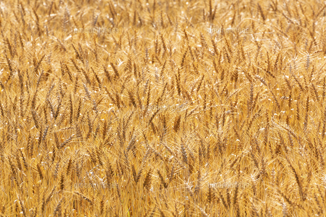 麦畑 の写真素材 イラスト素材 アマナイメージズ