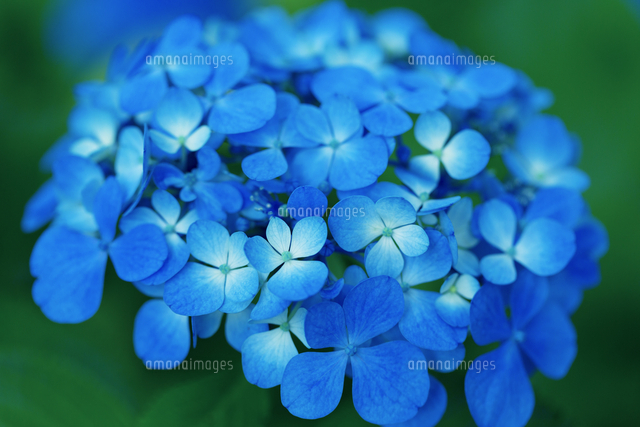 あじさいの花 の写真素材 イラスト素材 アマナイメージズ