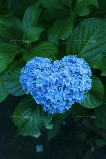ハート型のあじさい の写真素材 イラスト素材 アマナイメージズ