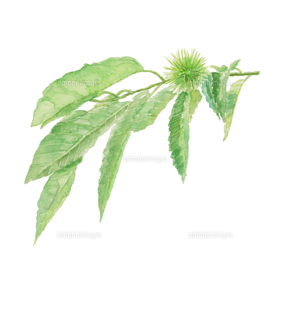 くり イガグリ葉付き 栗の木 水彩 の写真素材 イラスト素材 アマナイメージズ