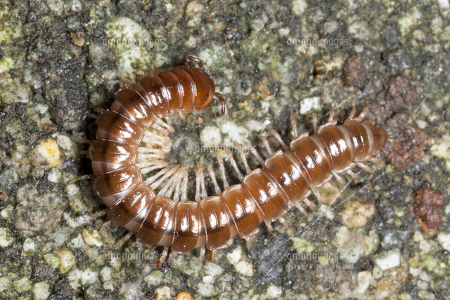地面を徘徊するオビヤスデの仲間 の写真素材 イラスト素材 アマナイメージズ