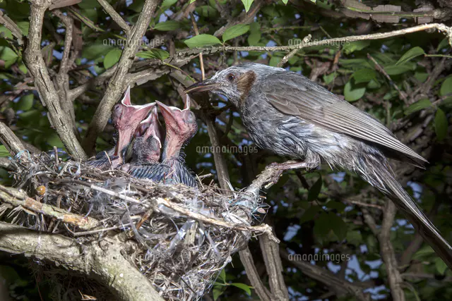 親鳥に餌をねだるヒヨドリの雛[81145010379]の写真・イラスト素材