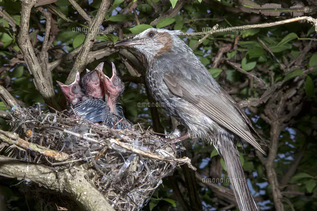 親鳥に餌をねだるヒヨドリの雛[81145010377]の写真・イラスト素材